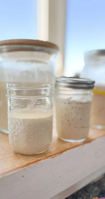 An array of gluten-free sourdough starters and discards, highlighting the transformative impact of sourdough discard on flavor and texture.